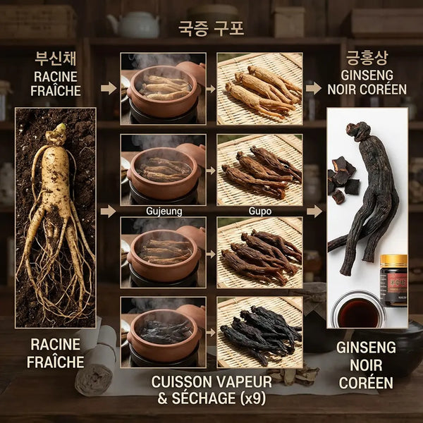 Ginseng noir coréen : l’actif hanbang qui incarne l’excellence du soin coréen Elohé Beauty